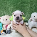 강아지랑나랑 | 광주 두암동강아지분양 펫왕국 망월동애견분양샵 이탈리안그레이하운드 입양 후기