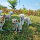 마이하우스퍼피 애견호텔 유치원 이미지