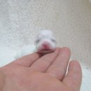 꼬꼬마 강아지 이미지