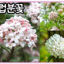 분꽃농장 이미지