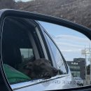 댕댕클럽 이미지