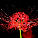 선운사의추억 이미지