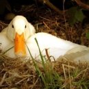 오리와사람들 이미지