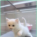 행복한 강아지 이미지