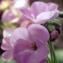 스위트피(Sweet Pea)