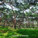 솔밭근린공원 이미지