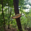 초록바람 이미지