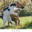 멍멍아 야옹 이미지