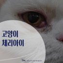 24아프리카동물메디컬센터 | 체리아이: 3안검 돌출의 원인과 치료 &#34;고양이 눈 안쪽이 튀어나왔어요!&#34;_아프리카동물메디컬센터 치료 후기