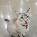 시대빌딩 | [일산] 냥이시대- 일산고양이카페 솔직후기