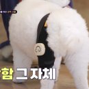 마요 펫 이미지