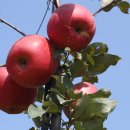 다래농원 이미지