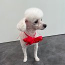 하이클래스 | 캣펀에서 벌써 3번째 미용 받은 후기