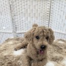 미니어처 우리집 이미지