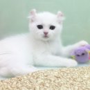 제주헬로우펫 이미지