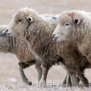 상서목장 이미지