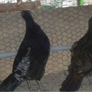 광주조류원 이미지