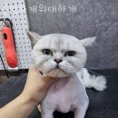 은밀하개위대하개 네이버블로그