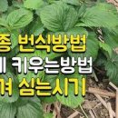 노지 딸기 수확! 런너 번식 딸기모종 키우기 이미지