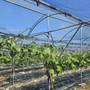 월명농장 이미지