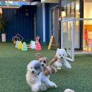 털로덮인 친구들 커먼그라운드점 이미지