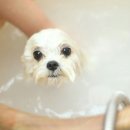 플라이플라잉 이미지