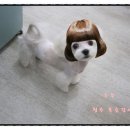 복슬 강아지미용실 이미지