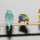 이쁘니PC 이미지