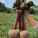 무동농장 이미지