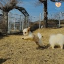 행복한고양이 | 영암고양이보호소 방문 후기 행복한 미소 가득한 곳