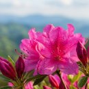 천상의 산들정원