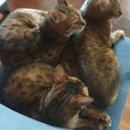 펫 포포즈 | [일산/장례] 마지막 카토 고양이 장례식장 포포즈 일산점 후기
