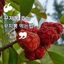 무을초등학교 | 꾸지뽕 효능 꾸지뽕 먹는 법 구미에서 꾸지뽕 열매 체험할 수 있는 하늘농장