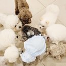 일산애견호텔 강아지 유치원 미용 맘바이 일산점 | 일산애견유치원 체계적인 일산애견호텔 강아지유치원 미용 맘바이 일산점 후기