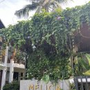 멜리카(Melica)