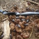 상사농장 이미지