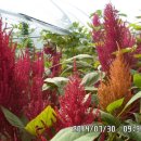 아마란스 이미지