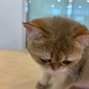 테이블에이 이미지