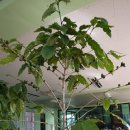 커피사관학교 이미지