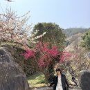 56 | 브리드 프리지아 원피스 후기 | 꽃놀이 코디 추천 &amp; 여수·광양 개화 상황