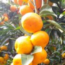 윤정농장 이미지