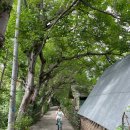 춘천 스쿠터 자전거 대여(춘천자전거 건너편) | 세번째 발리 여행 #11 길리섬 대세 전기바이크 스쿠터 자전거 가격 예약 업체 강추