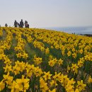 아희야 꽃놀이 가자! - 부산 오륙도 해맞이공원 수선화,스카이워크 & 거제 망산(304.9) 서이말등대,공곶이 꽃밭 이미지