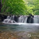 국립공원 내장산 여름풍경…&#39;하청음&#39;을 아시나요 이미지