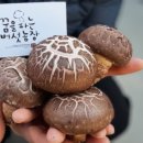 꿈을파는 버섯농장