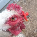 평화안경 이미지