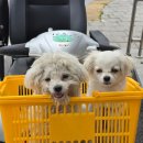 예산1호국밥집 | [충남 예산읍 맛집] 예산시장 백종원거리 "예산1호국밥집" 소머리국수_내돈내산