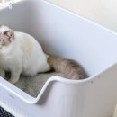 고양이네 생선가게 이미지