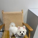 유이애견샵 이미지