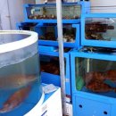 바다향기횟집 - 통영시 죽림해안로 36 | 바다향기횟집